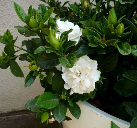 Gardenia