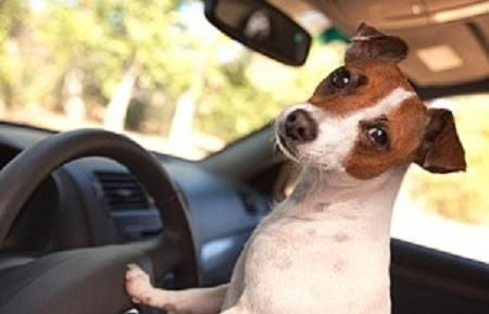 trasporto cani in auto