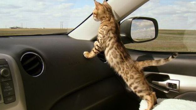 trasporto gatti in auto