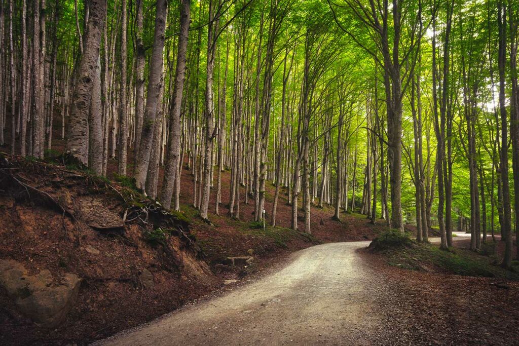 tratto strada foreste casentinesi