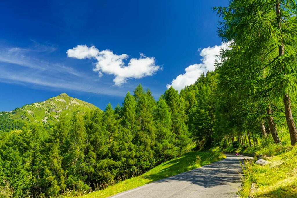 strada con alberi mortirolo