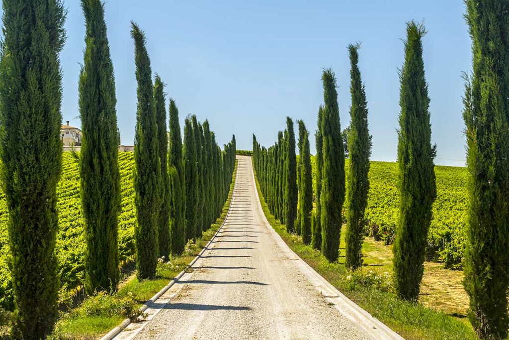 strada con cipressi assisi