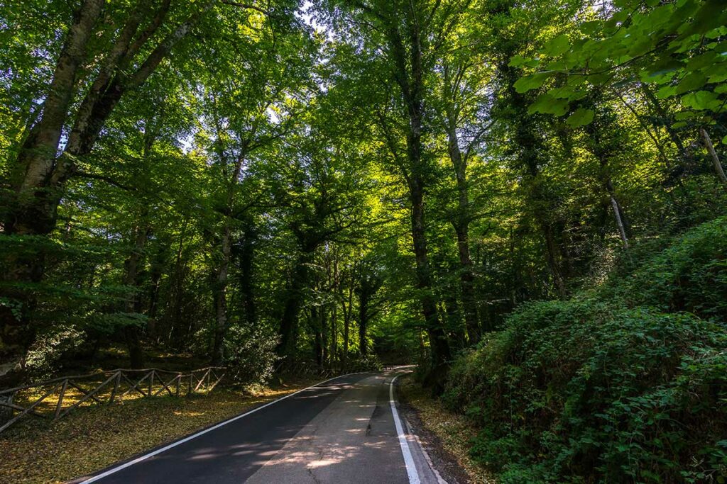 tratto strada foresta umbra