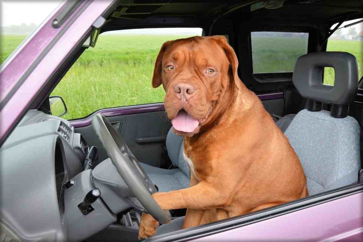 Usa il cane per evitare la multa: l’assurdo gesto di un guidatore ubriaco