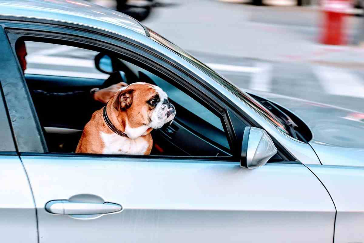 Animali in auto, ecco come trasportarli