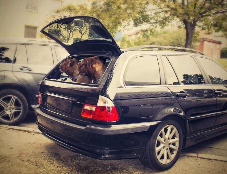 Cani in auto, i consigli per viaggiare sicuri