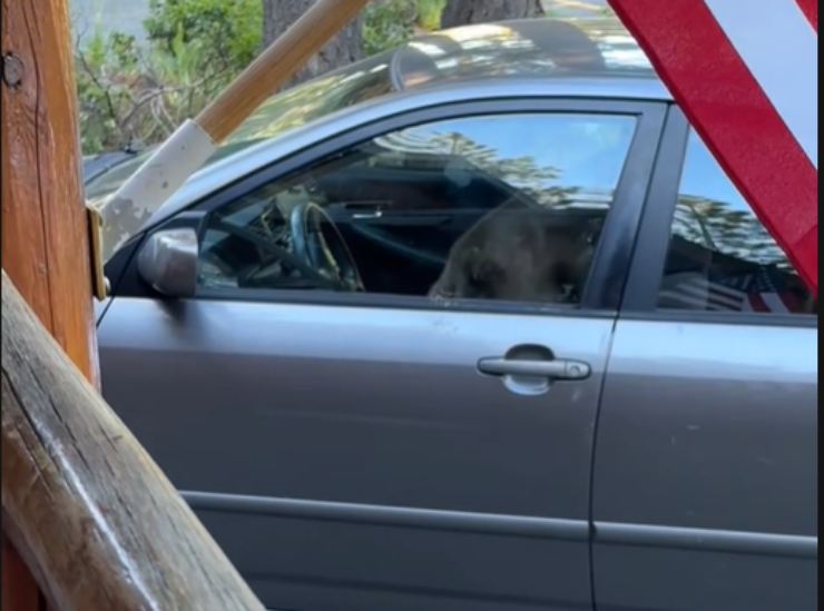 Come l'orso ha ridotto la Toyota