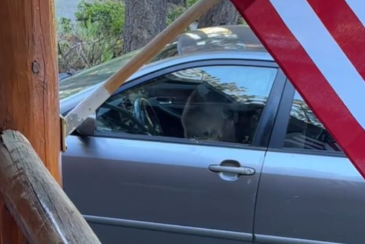 Come l'orso ha ridotto la Toyota