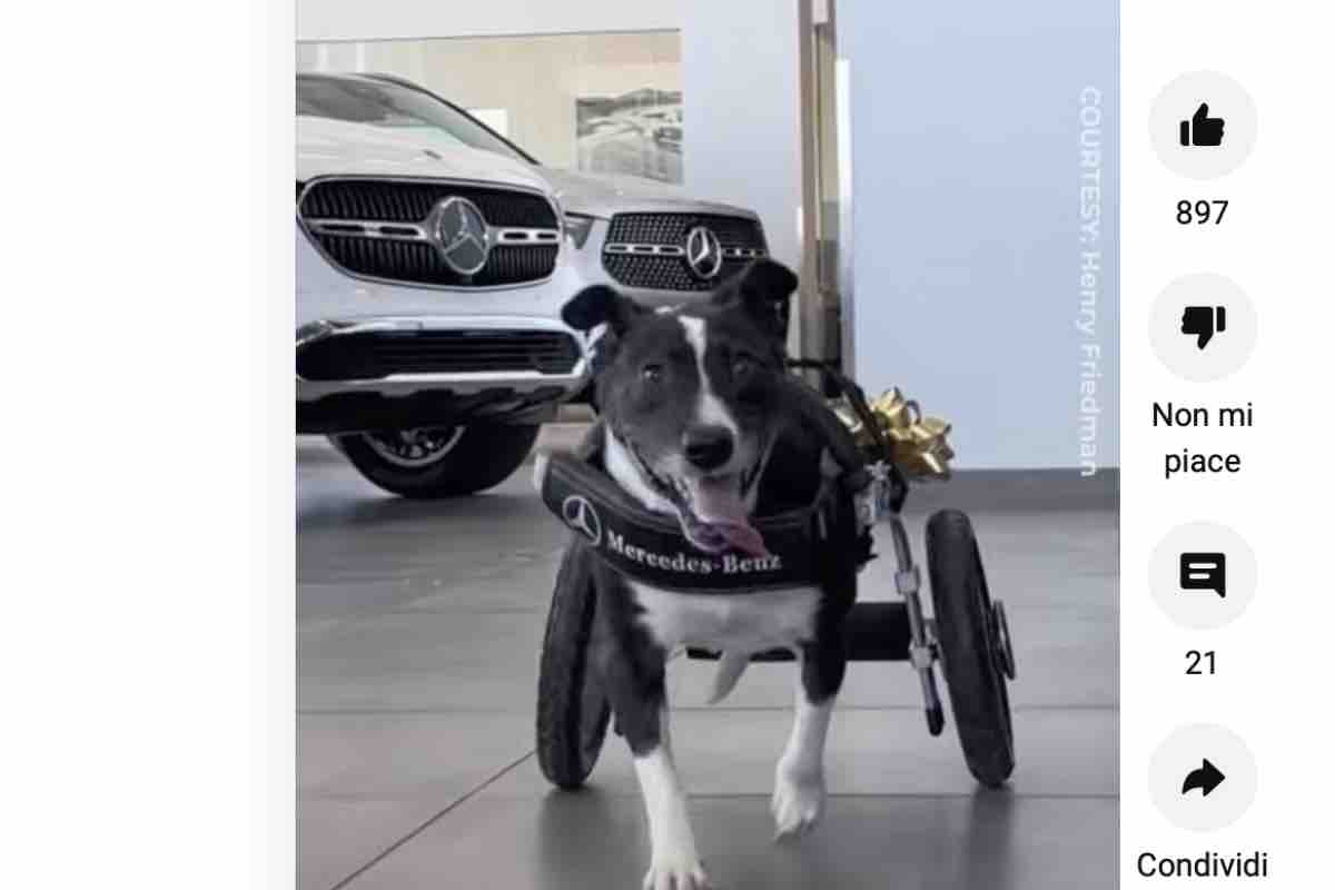 Mercedes salva cane 