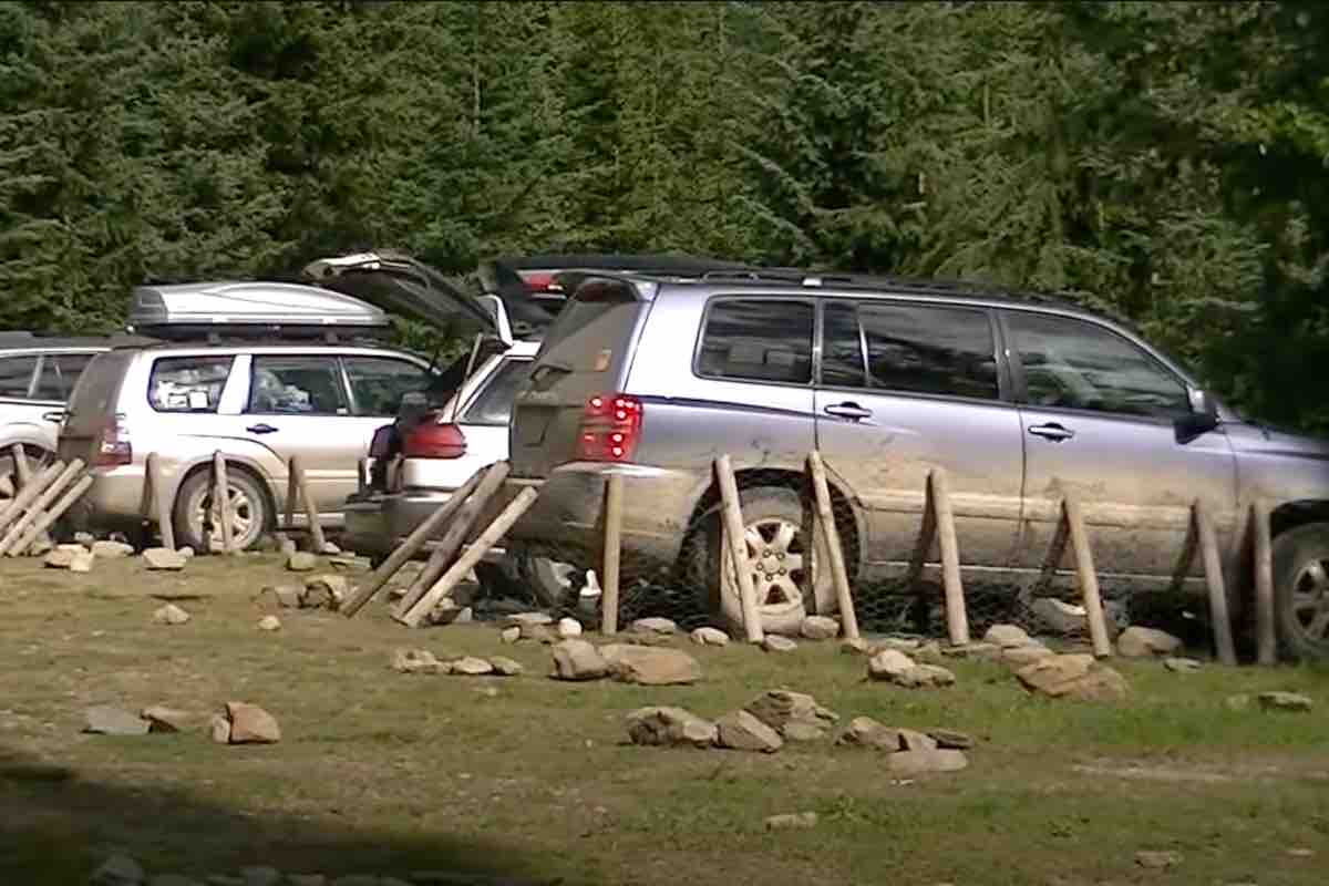 La protezione delle auto contro gli aculei dei porcospini