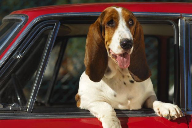 Accessori auto: quali sono utili per le vacanze con gli animali domestici