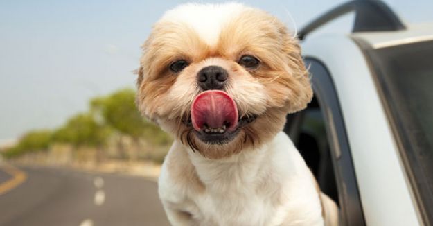 Come trasportare un cane in macchina: regole e norme